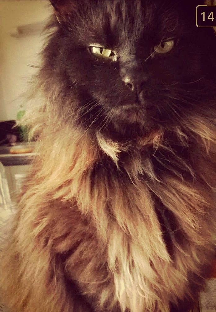 Mousse participe au concours pour gagner de l'argent avec cette photo : black_cat, carnivore, cat, cloud, felidae, fur, liver, small_to_medium_sized_cats, snout, tail, whiskers