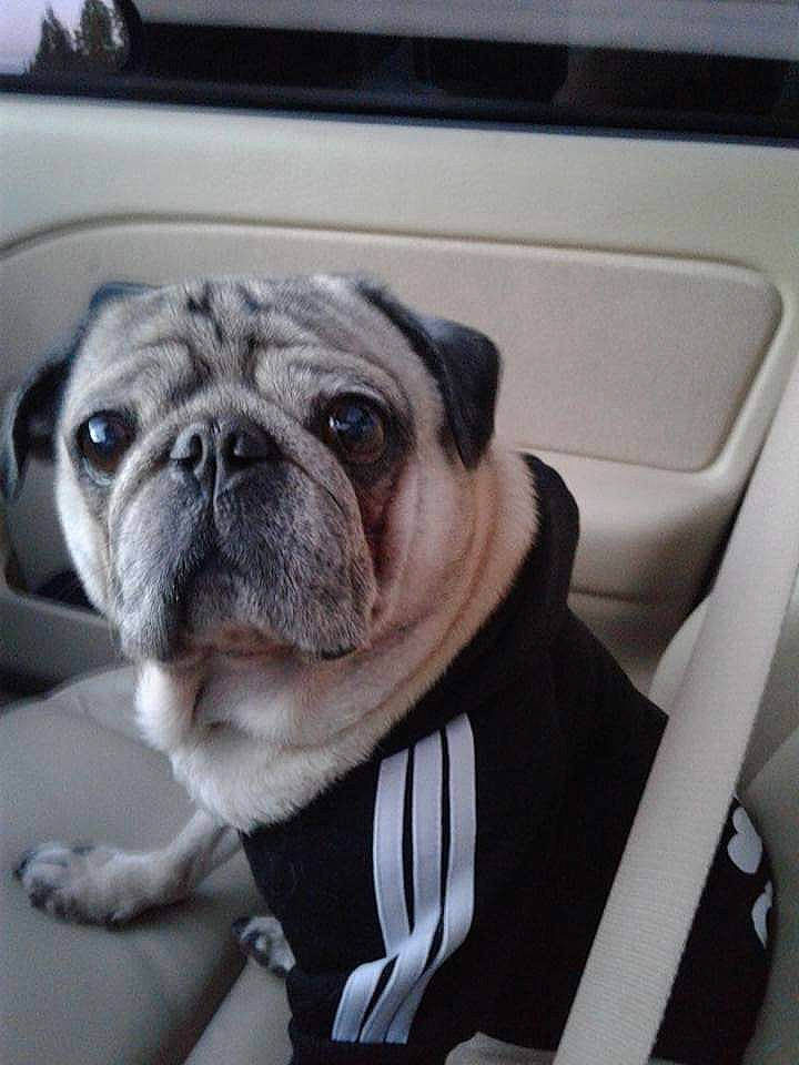 Preston is registered to the contest to win money with this photo: bulldog, carnivore, collar, comfort, companion_dog, dog, dog_breed, dog_collar, fawn, leash, pug, puppy_love, snout, sporting_group, terrestrial_animal, toy_dog, vehicle_door, whiskers, working_animal, wrinkle