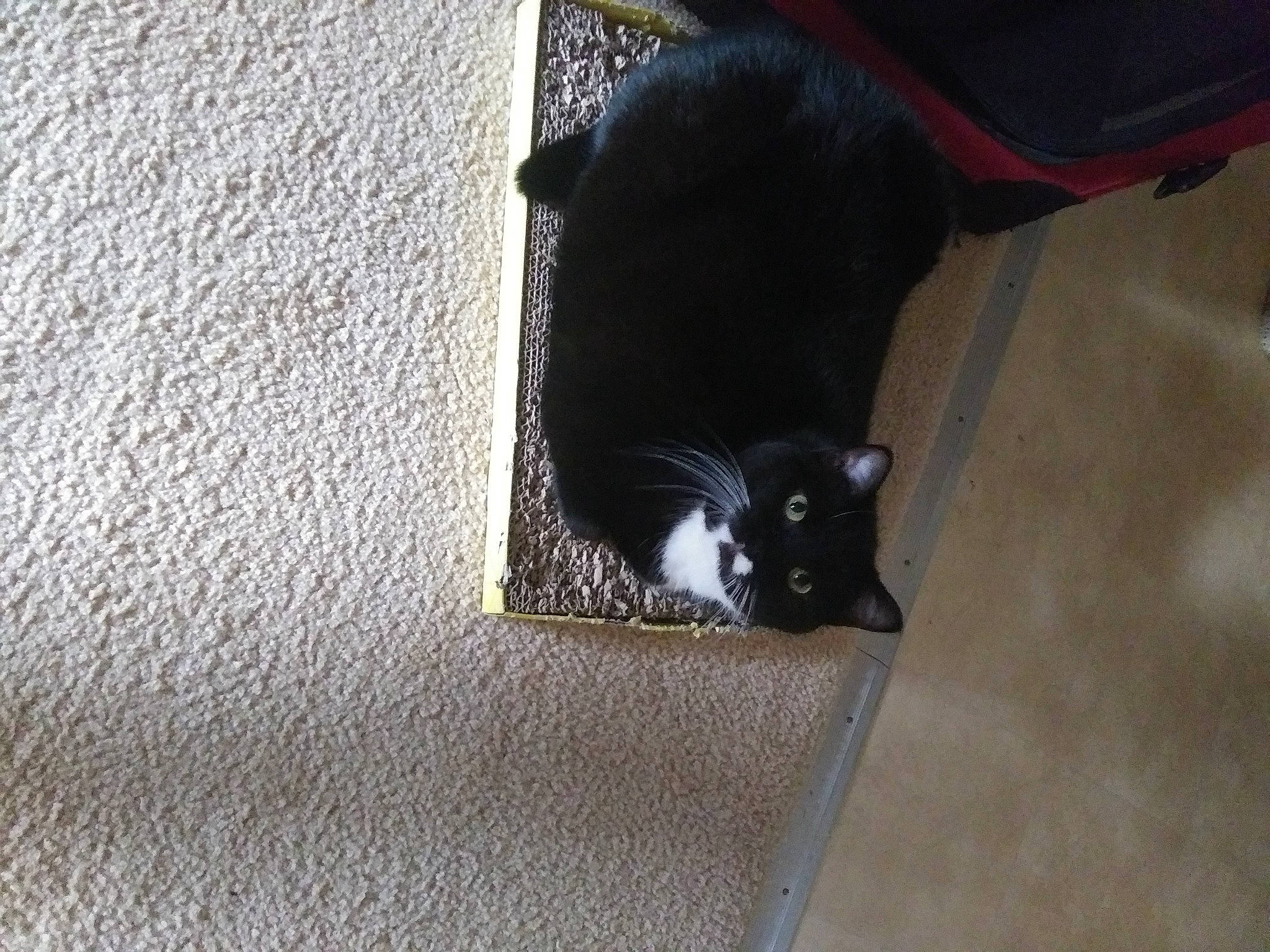 Princess Thor Of Estonia joined the competition — help win amazing prizes! black_cat, bombay, carnivore, cat, cat_supply, domestic_short_haired_cat, felidae, floor, flooring, fur, grey, hardwood, pet_supply, shadow, small_to_medium_sized_cats, snout, stairs, tail, whiskers, wood