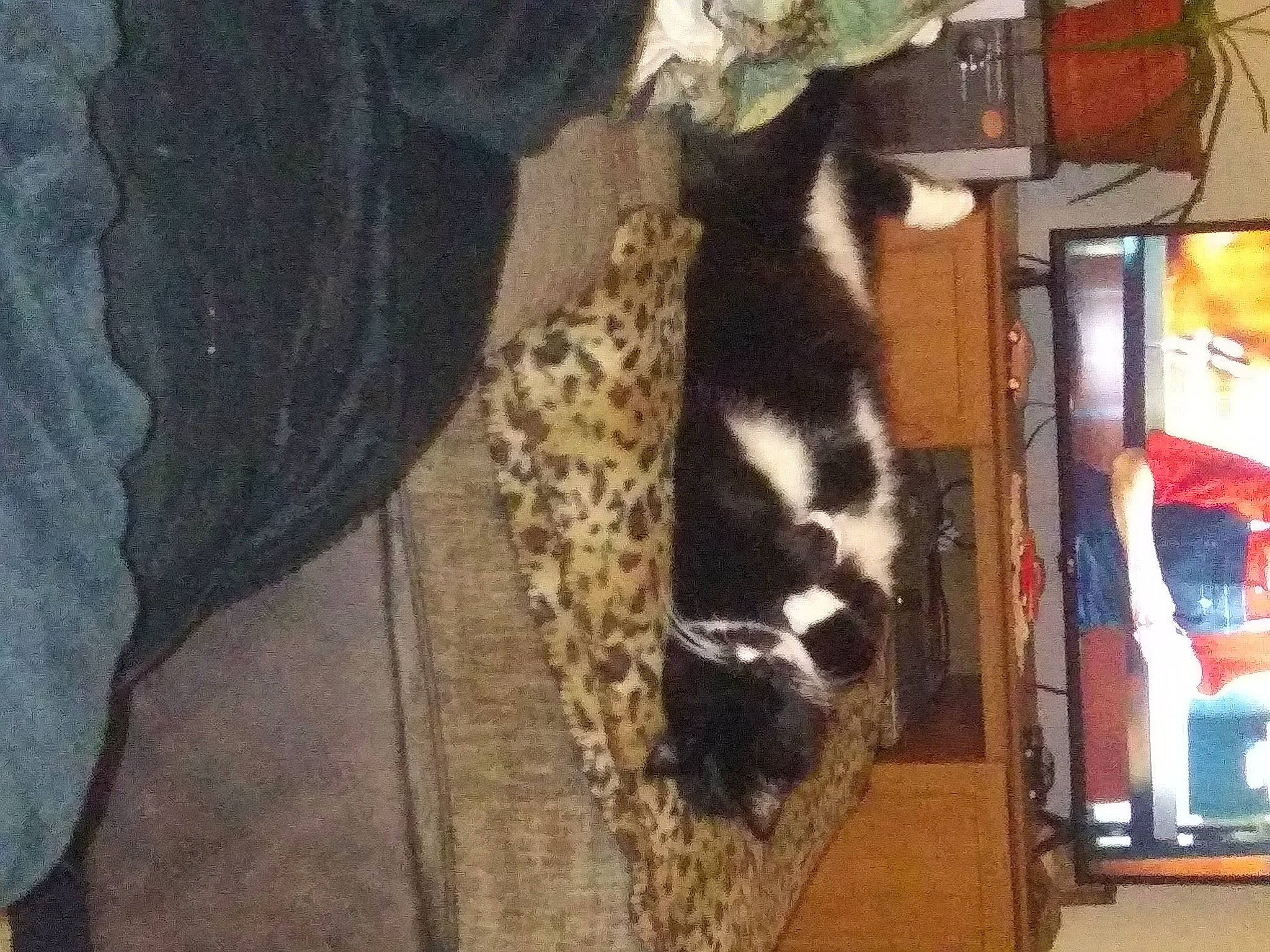 Princess Thor Of Estonia is registered to the contest to win money with this photo: brown, canidae, carnivore, cat, dog_breed, domestic_short_haired_cat, felidae, flooring, fur, hardwood, human_leg, mammal, natural_material, small_to_medium_sized_cats, sporting_group, tail, tree, vertebrate, whiskers, wood