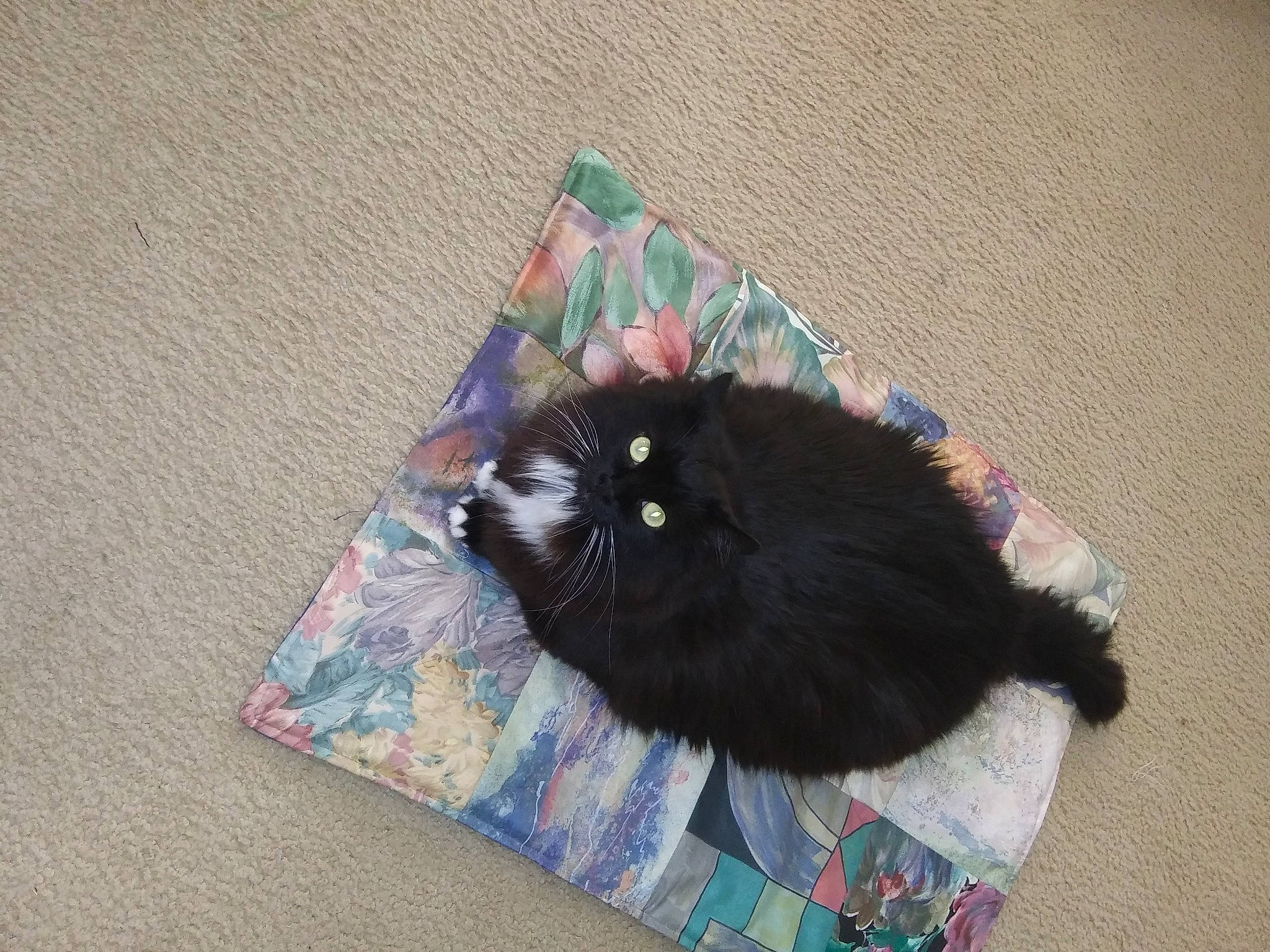 Zeusikins Von Chunkeybutt joined the competition — help win amazing prizes! bag, black_cat, bombay, canidae, carnivore, cat, domestic_short_haired_cat, fashion_accessory, felidae, fur, grey, knitting, linens, pattern, small_to_medium_sized_cats, tail, thread, whiskers, wool, woven_fabric