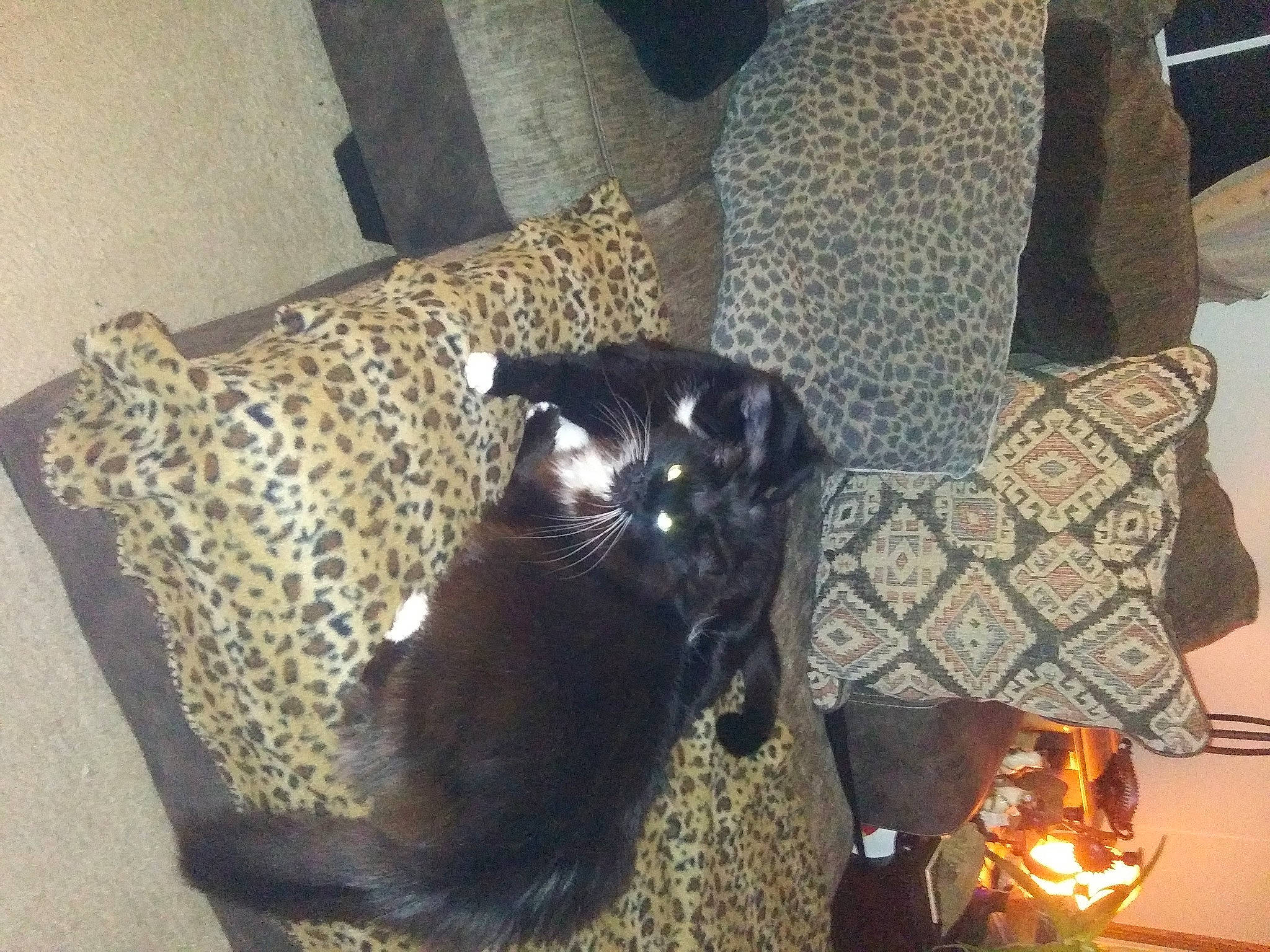 Zeusikins Von Chunkeybutt joined the competition — help win amazing prizes! black_cat, brown, canidae, carnivore, cat, comfort, couch, dog_breed, domestic_short_haired_cat, event, felidae, flooring, fur, hardwood, room, sleeper_chair, small_to_medium_sized_cats, sporting_group, tail, whiskers