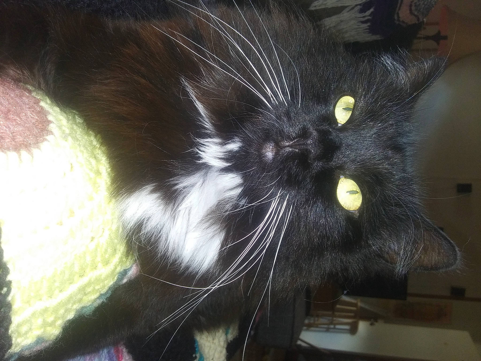 Zeusikins Von Chunkeybutt joined the competition — help win amazing prizes! black_cat, carnivore, cat, claw, domestic_short_haired_cat, ear, felidae, fur, paw, plant, small_to_medium_sized_cats, snout, tail, whiskers