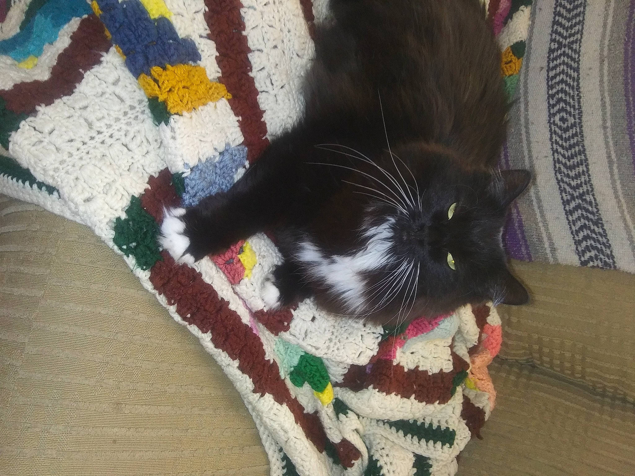 Zeusikins Von Chunkeybutt joined the competition — help win amazing prizes! bag, black_cat, carnivore, cat, comfort, creative_arts, domestic_short_haired_cat, felidae, floor, flooring, fur, grey, linens, pattern, small_to_medium_sized_cats, tail, textile, whiskers, wool, woolen