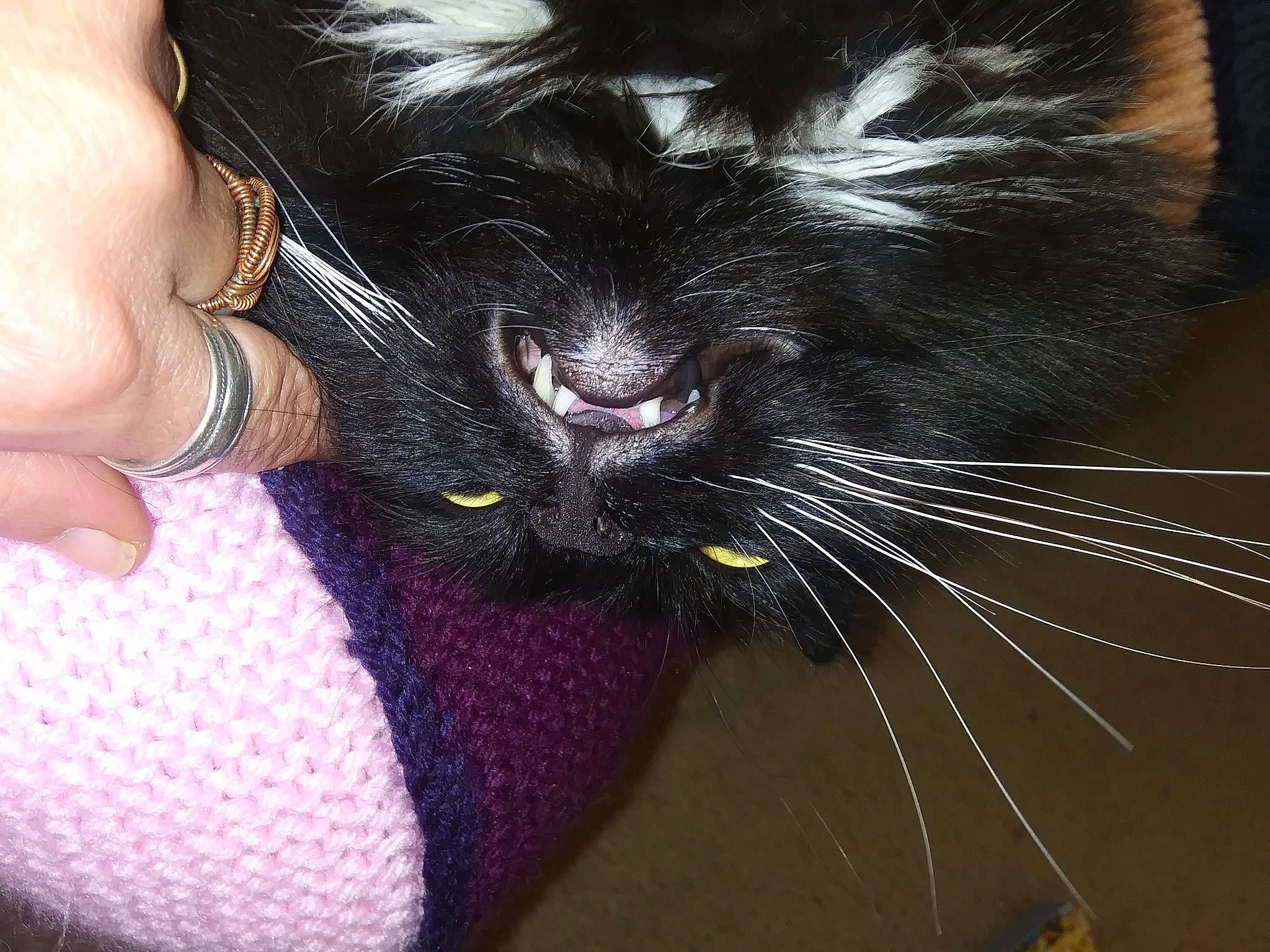 Zeusikins Von Chunkeybutt is registered to the contest to win money with this photo: black_cat, carnivore, cat, claw, comfort, electric_blue, felidae, flesh, foot, fur, human_leg, magenta, nail, paw, small_to_medium_sized_cats, snout, thigh, thumb, whiskers, wrist