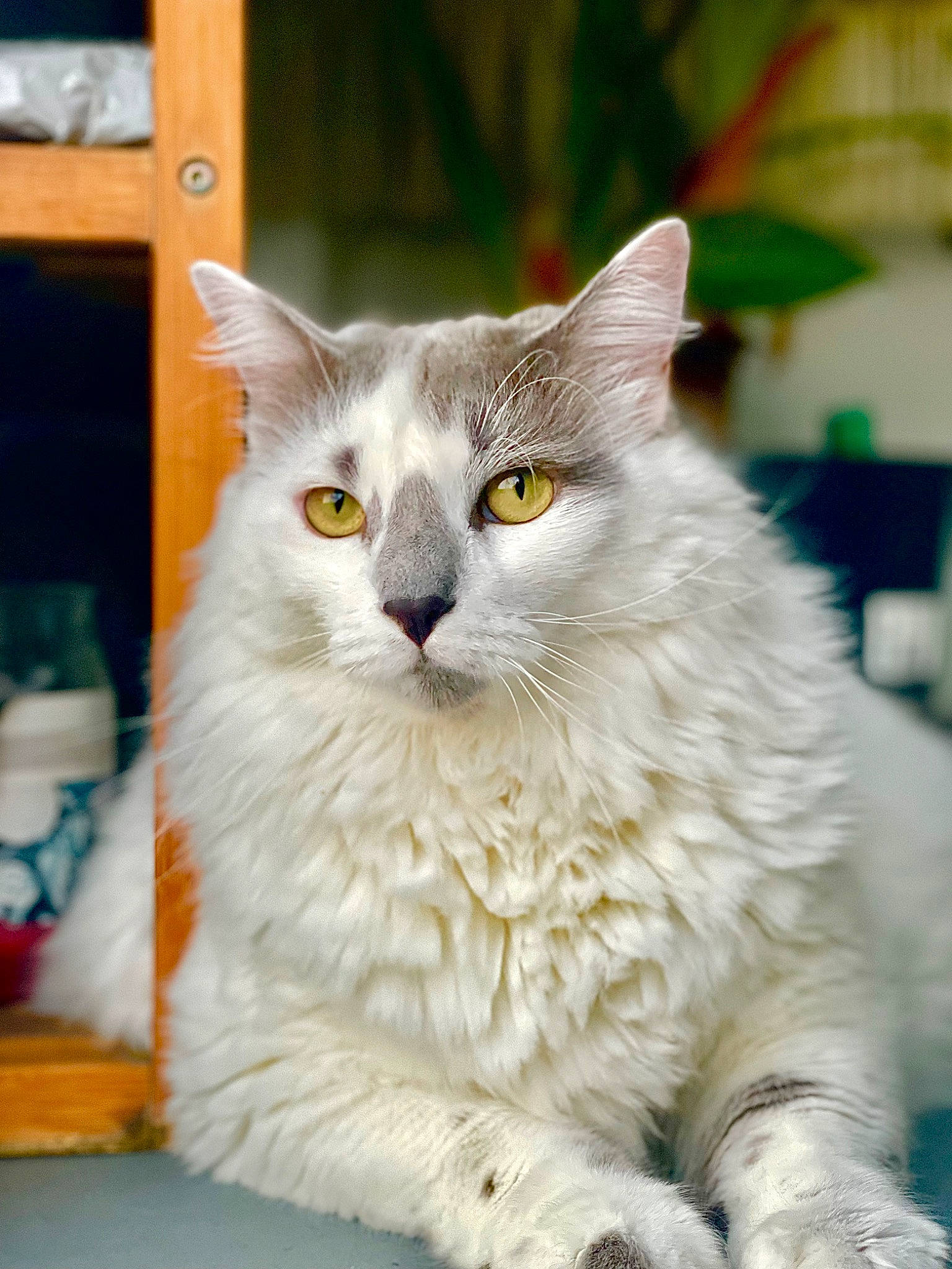 Lucy is registered to the contest to win money with this photo: british_longhair, carnivore, cat, domestic_short_haired_cat, event, felidae, fur, iris, ragdoll, small_to_medium_sized_cats, snout, whiskers, window