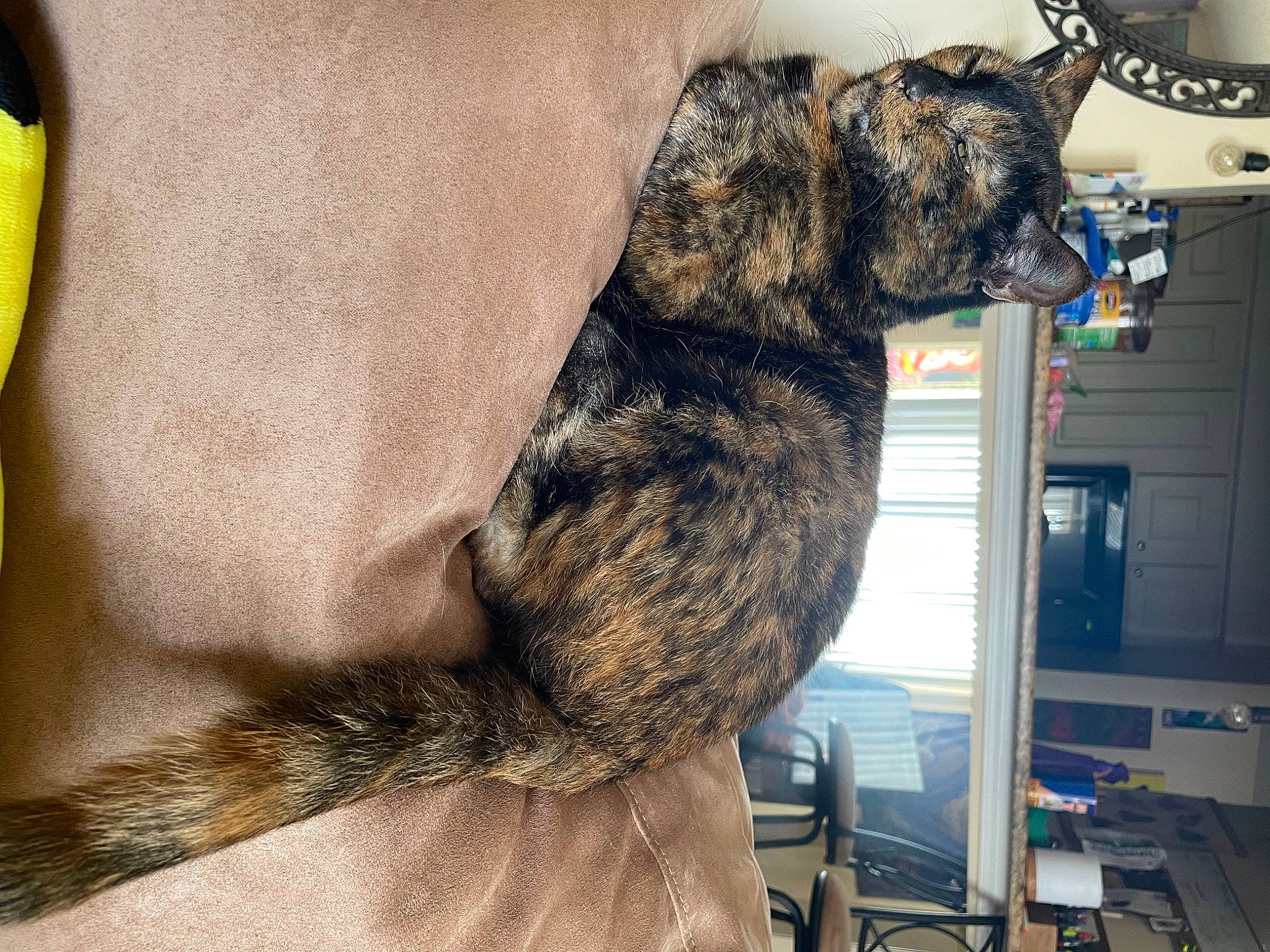 Clea joined the competition — help win amazing prizes! canidae, carnivore, claw, collar, comfort, companion_dog, dog_breed, dog_collar, domestic_short_haired_cat, ear, felidae, fur, gesture, paw, small_to_medium_sized_cats, snout, sporting_group, tail, terrestrial_animal, whiskers