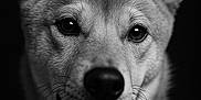 Nallah a rejoint le concours — aidez-le/la à gagner de superbes lots ! animal, animal_portrait, black_and_white, canine, close_up, dark_background, detailed, dog, ears, expression, eyes, face, fur, monochrome, muzzle, pet, photography, portrait, studio_lighting, whiskers