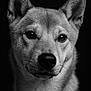 animal, animal_portrait, black_and_white, canine, close_up, dark_background, detailed, dog, ears, expression, eyes, face, fur, monochrome, muzzle, pet, photography, portrait, studio_lighting, whiskers