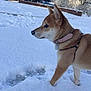 Nallah participe au concours pour gagner de l'argent avec cette photo : animal, canine, cold, collar, curious, daylight, dog, frozen, fur, landscape, nature, nose, outdoor, park, pet, quiet, snow, tree, walking, winter