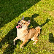 Nallah a rejoint le concours — aidez-le/la à gagner de superbes lots ! animal, canine, cute, daylight, dog, fluffy_tail, friendly, fur, grass, greenery, happy, mammal, nature, outdoor, panting, pet, playful, shadow, summer, sunlight