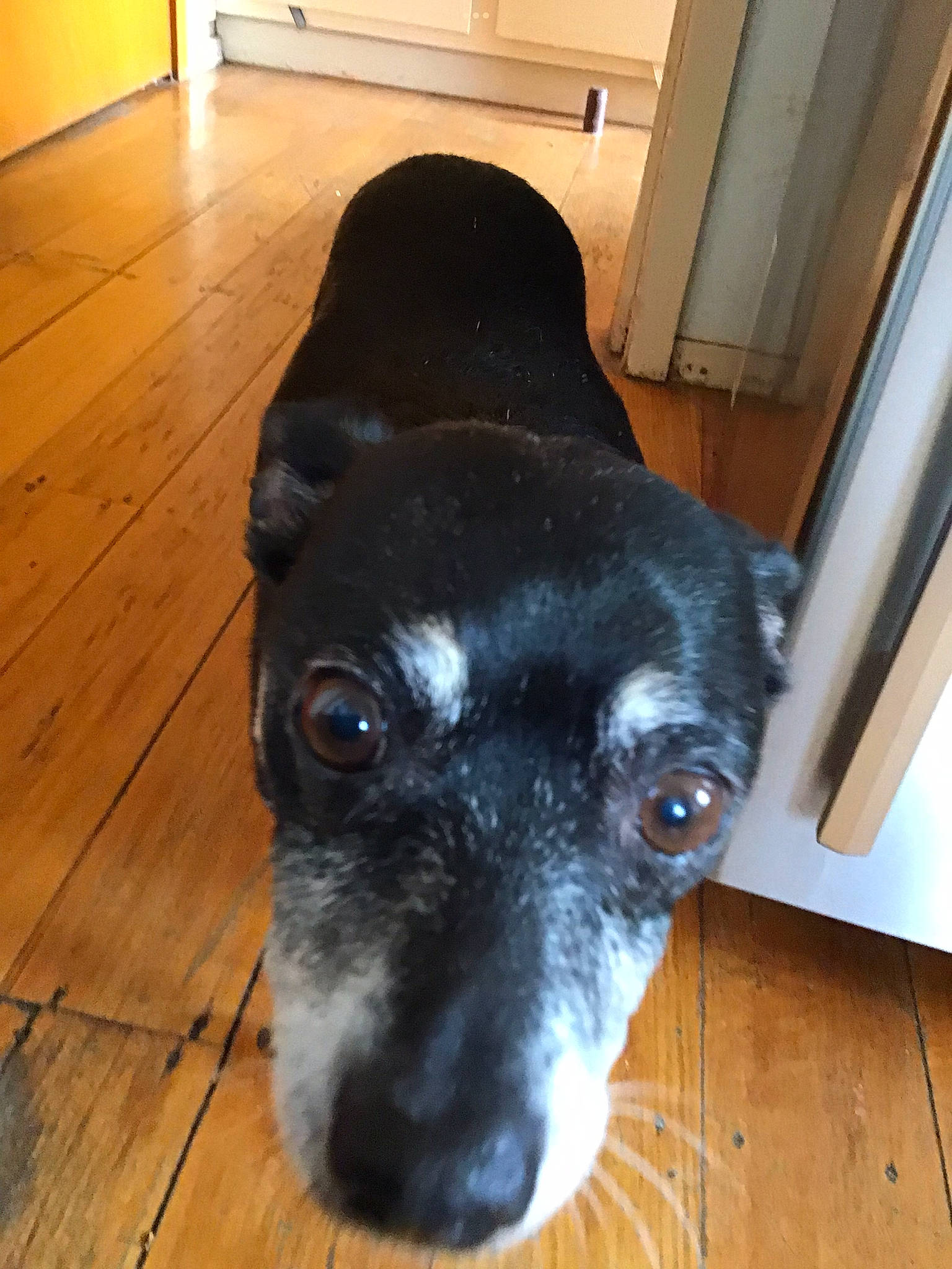 George is registered to the contest to win money with this photo: borador, canidae, carnivore, companion_dog, dog, dog_breed, fawn, floor, flooring, fur, hardwood, liver, plank, snout, sporting_group, varnish, whiskers, wood, wood_stain, working_animal