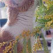 Roucky a rejoint le concours — aidez-le/la à gagner de superbes lots ! animal, blurred_background, cat, closeup, cozy, curious, feline, flowers, fur, green_leaves, indoor, nature, orange_cat, pet, plant, sniffing, soft_light, whiskers, white_cat, yellow_flowers