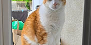 Roucky a rejoint le concours — aidez-le/la à gagner de superbes lots ! alert, animal, cat, close_up, curious, daylight, ears, fur, greenery, household_items, looking, orange_and_white, outdoor, pet, sitting, still, wall, whiskers, window_frame, windowsill