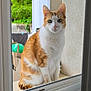 alert, animal, cat, close_up, curious, daylight, ears, fur, greenery, household_items, looking, orange_and_white, outdoor, pet, sitting, still, wall, whiskers, window_frame, windowsill