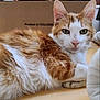 Roucky participe au concours pour gagner de l'argent avec cette photo : animal, box, cardboard, cat, closeup, cute, domestic, ears, eyes, floor, fluffy, fur, indoor, orange, pet, portrait, relaxed, resting, whiskers, white