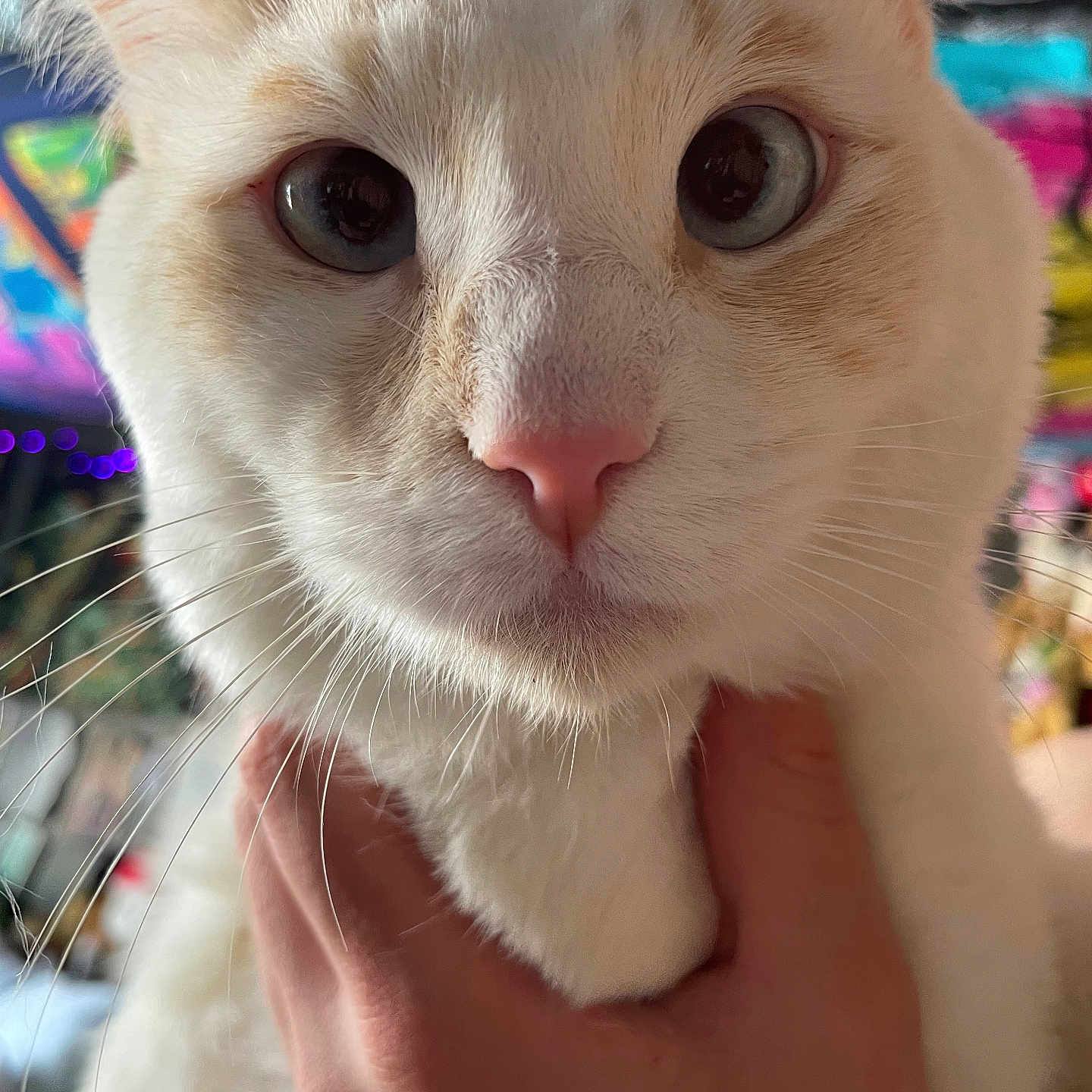 Bengi is registered to the contest to win money with this photo: animal, blue_eyes, cat, close_up, colorful_background, curious, cute, domestic_cat, face, feline, hand, holding, indoor, nose, pet, portrait, soft_fur, tattoo, whiskers, white_fur