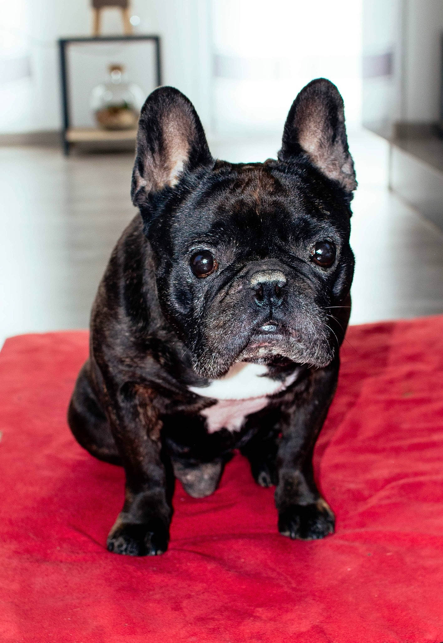 Fernand participe au concours pour gagner de l'argent avec cette photo : bulldog, canidae, carnivore, companion_dog, dog, dog_breed, ear, fawn, french_bulldog, fur, molosser, non_sporting_group, puppy, snout, sporting_group, terrestrial_animal, toy_dog, whiskers, working_animal, wrinkle