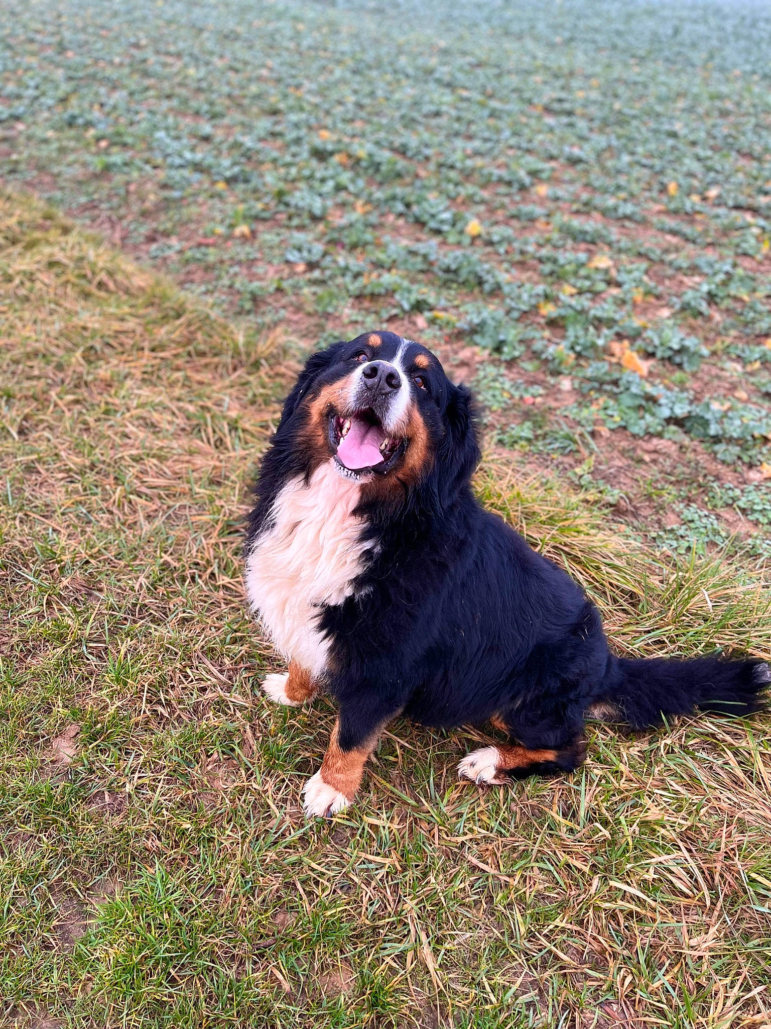 Mylo a rejoint le concours — aidez-le/la à gagner de superbes lots ! bernese_mountain_dog, canidae, carnivore, companion_dog, dog, dog_breed, fur, gaddi_kutta, grass, grassland, happy, king_charles_spaniel, people_in_nature, smile, sporting_group, tints_and_shades, working_dog