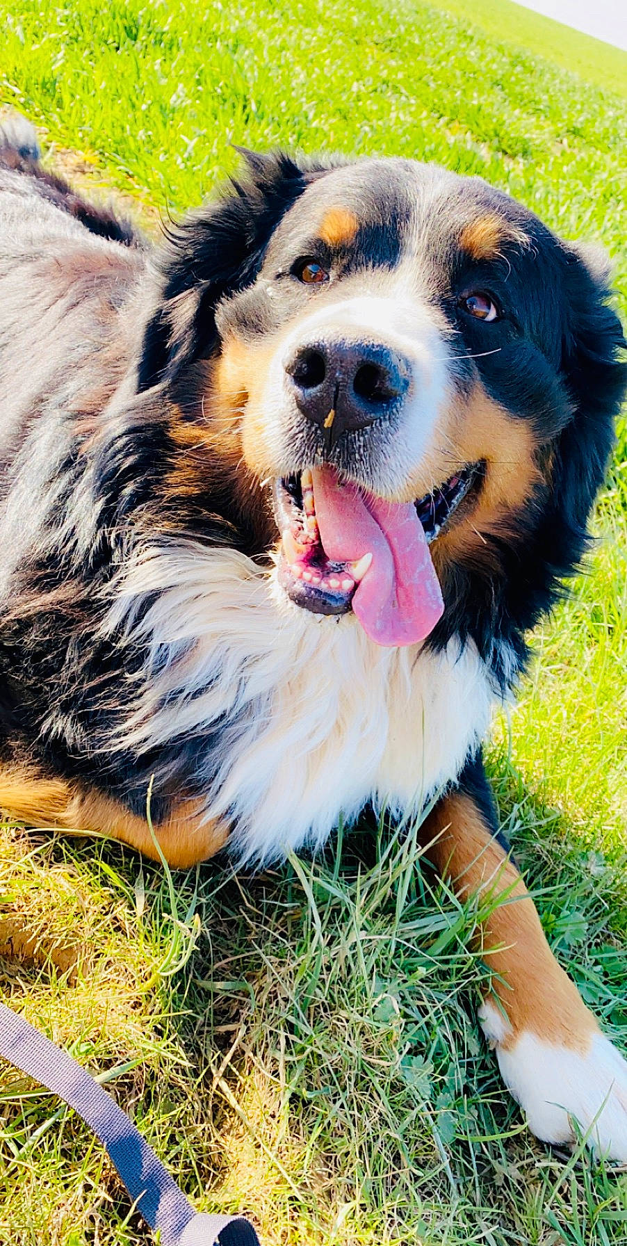 Mylo participe au concours pour gagner de l'argent avec cette photo : ancient_dog_breeds, ball, bernese_mountain_dog, canidae, carnivore, companion_dog, dog, dog_breed, fur, grass, herding_dog, plant, snout, sporting_group, terrestrial_animal, whiskers, working_dog