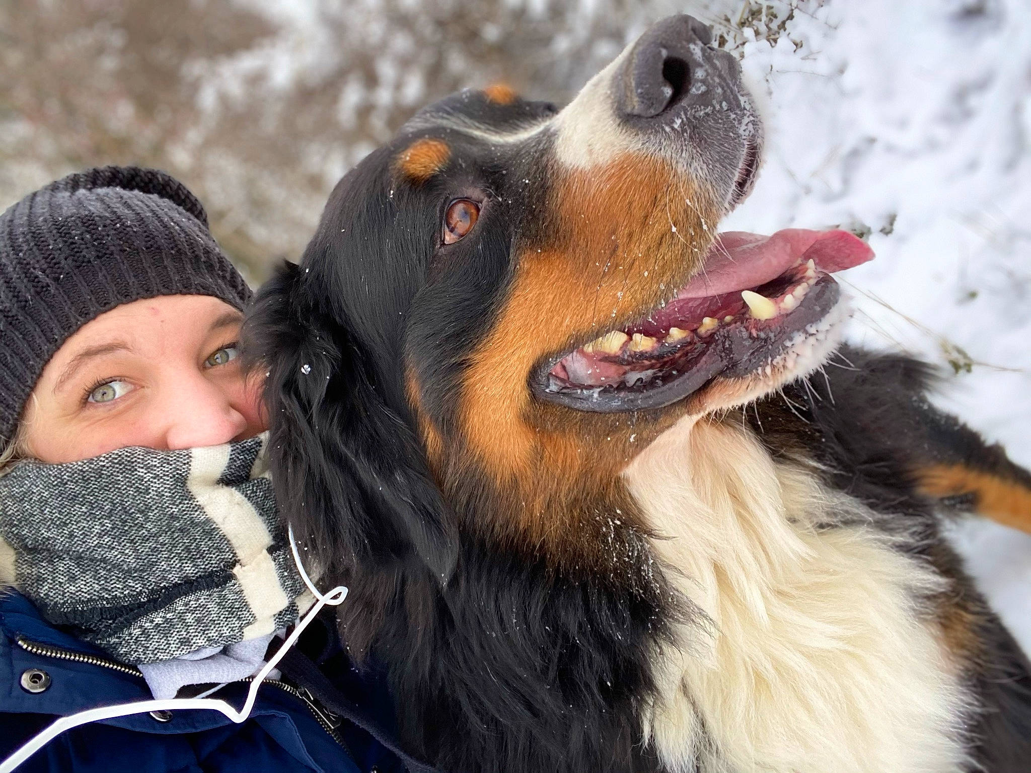 Mylo participe au concours pour gagner de l'argent avec cette photo : beard, bernese_mountain_dog, canidae, cap, carnivore, companion_dog, dog, dog_breed, fun, fur, guard_dog, happy, hunting_dog, snout, snow, sporting_group, whiskers, winter, working_animal, working_dog