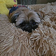 Sparrow joined the competition — help win amazing prizes! dog, pet, blanket, fur, cozy, indoor, resting, cute, small_dog, basket, toy, soft, brown, sleepy, home, comfort, animal, face, ears, collar