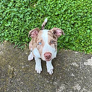 Blue joined the competition — help win amazing prizes! puppy, dog, heterochromia, blue_eye, brown_eye, grass, greenery, concrete, outdoor, pet, animal, cute, young_dog, sitting, looking_up, ears, tail, nature, daylight, closeup