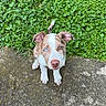 puppy, dog, heterochromia, blue_eye, brown_eye, grass, greenery, concrete, outdoor, pet, animal, cute, young_dog, sitting, looking_up, ears, tail, nature, daylight, closeup