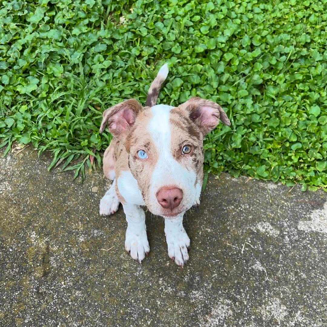 Blue joined the competition — help win amazing prizes! puppy, dog, heterochromia, blue_eye, brown_eye, grass, greenery, concrete, outdoor, pet, animal, cute, young_dog, sitting, looking_up, ears, tail, nature, daylight, closeup