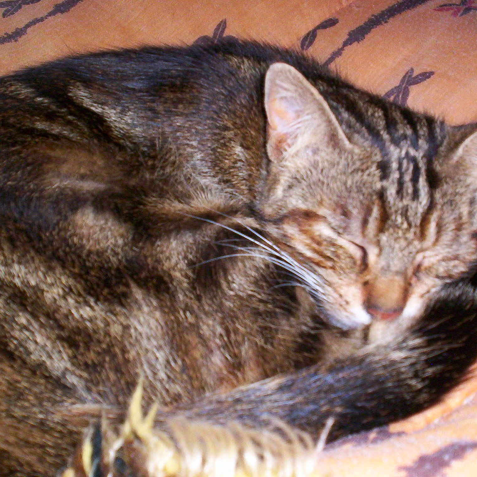 Minette