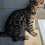Arthus participe au concours pour gagner de l'argent avec cette photo : animal, cat, concrete, curious, cute, ears, face, feline, kitten, outdoor, paw, pet, shadow, sitting, spotted, striped, sunlight, tabby, whiskers, young
