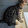 animal, cat, concrete, curious, cute, ears, face, feline, kitten, outdoor, paw, pet, shadow, sitting, spotted, striped, sunlight, tabby, whiskers, young