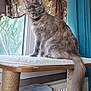 animal, cat, cat_tree, cozy, curtains, domestic_animal, feline, fur, furniture, green_eyes, home, indoor, looking, mammal, pet, portrait, relaxed, sitting, tail, window