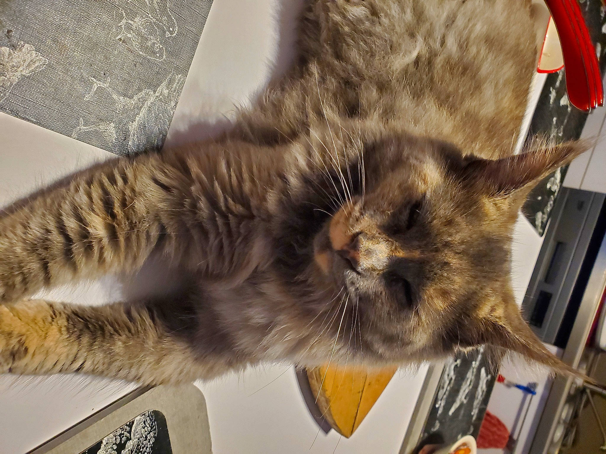 Ulyssa participe au concours pour gagner de l'argent avec cette photo : carnivore, cat, claw, comfort, domestic_short_haired_cat, felidae, fur, nap, paw, small_to_medium_sized_cats, snout, tail, whiskers