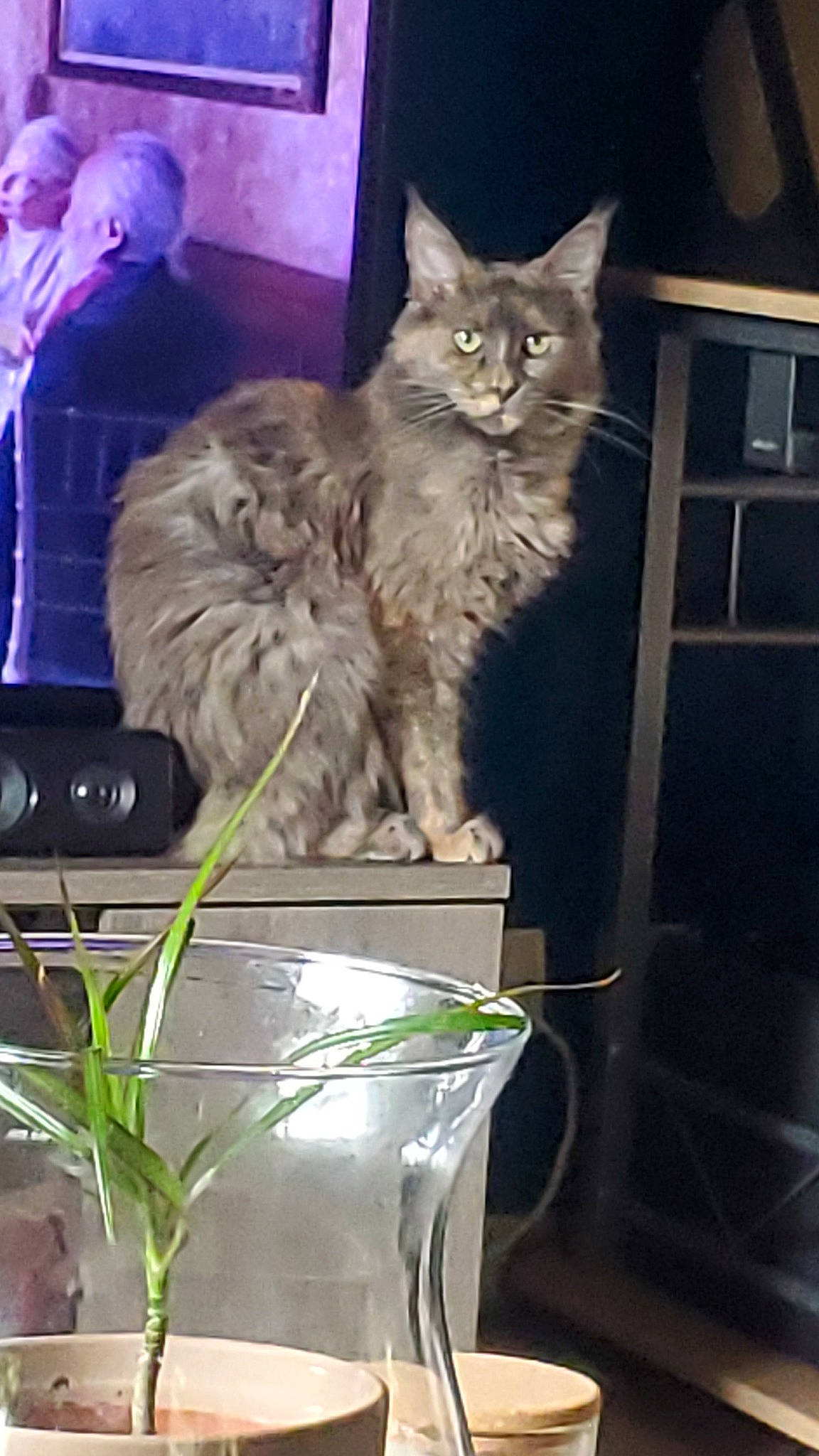 Ulyssa participe au concours pour gagner de l'argent avec cette photo : box, cabinetry, carnivore, cat, domestic_short_haired_cat, event, felidae, flowerpot, fur, glass, houseplant, liquid, plant, small_to_medium_sized_cats, tail, transparent_material, vase, whiskers, window