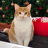 Eevvee is registered to the contest to win money with this photo: cat, orange_cat, white_cat, christmas_tree, christmas_ornaments, holiday_decor, red_decoration, snowflake_pattern, festive, indoor, pet, animal, sitting, cute, feline, holiday_season, decorative, tree, background, fur