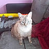 cat, blue_eyes, indoor, couch, furniture, toy_gun, pink_wall, gray_couch, pet, animal, feline, whiskers, sitting, curious, domestic_cat, striped, tabby, red_blanket, household, closeup