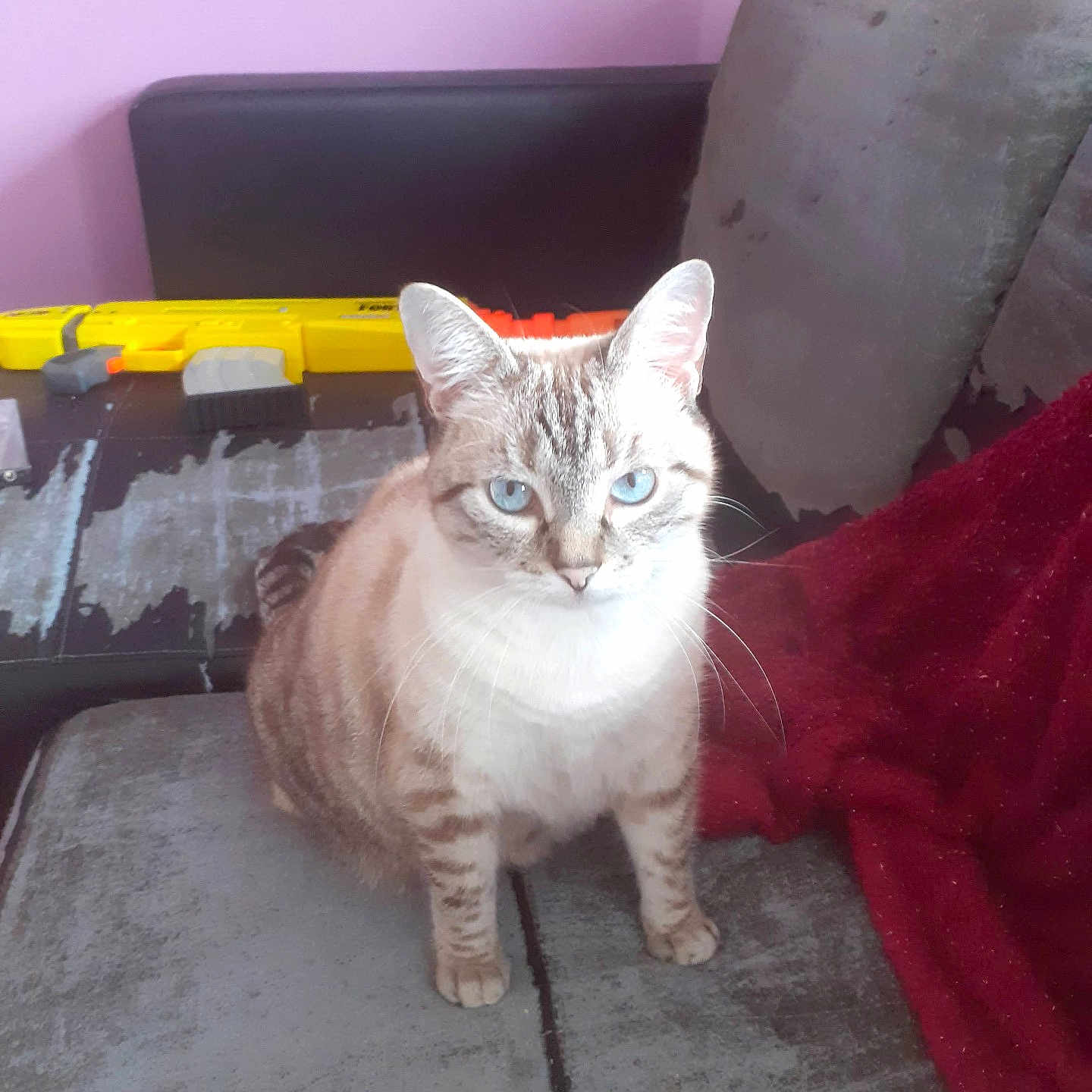 Chanel participe au concours pour gagner de l'argent avec cette photo : cat, blue_eyes, indoor, couch, furniture, toy_gun, pink_wall, gray_couch, pet, animal, feline, whiskers, sitting, curious, domestic_cat, striped, tabby, red_blanket, household, closeup