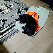 Rango joined the competition — help win amazing prizes! dog, black_dog, towel, floor, rug, indoor, resting, pet, animal, wooden_floor, cozy, curled_up, blanket, home, furniture, comfort, sleeping, domestic, relaxation, quiet