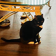 Lucero joined the competition — help win amazing prizes! black_cat, cat, coffee_table, curious, domestic, furniture, glass_table, hardwood_floor, home_interior, indoor, pet, reflection, shoes, sitting, slippers, sunlight, table_leg, tuxedo_cat, whiskers, white_paws