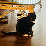 black_cat, cat, coffee_table, curious, domestic, furniture, glass_table, hardwood_floor, home_interior, indoor, pet, reflection, shoes, sitting, slippers, sunlight, table_leg, tuxedo_cat, whiskers, white_paws