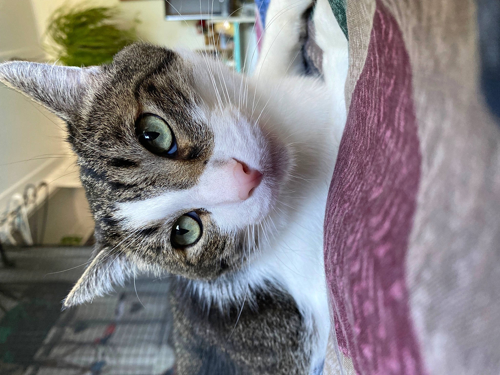 Messi is registered to the contest to win money with this photo: carnivore, cat, claw, comfort, domestic_short_haired_cat, door, felidae, fur, paw, plant, small_to_medium_sized_cats, snout, tree, whiskers, wildlife, window