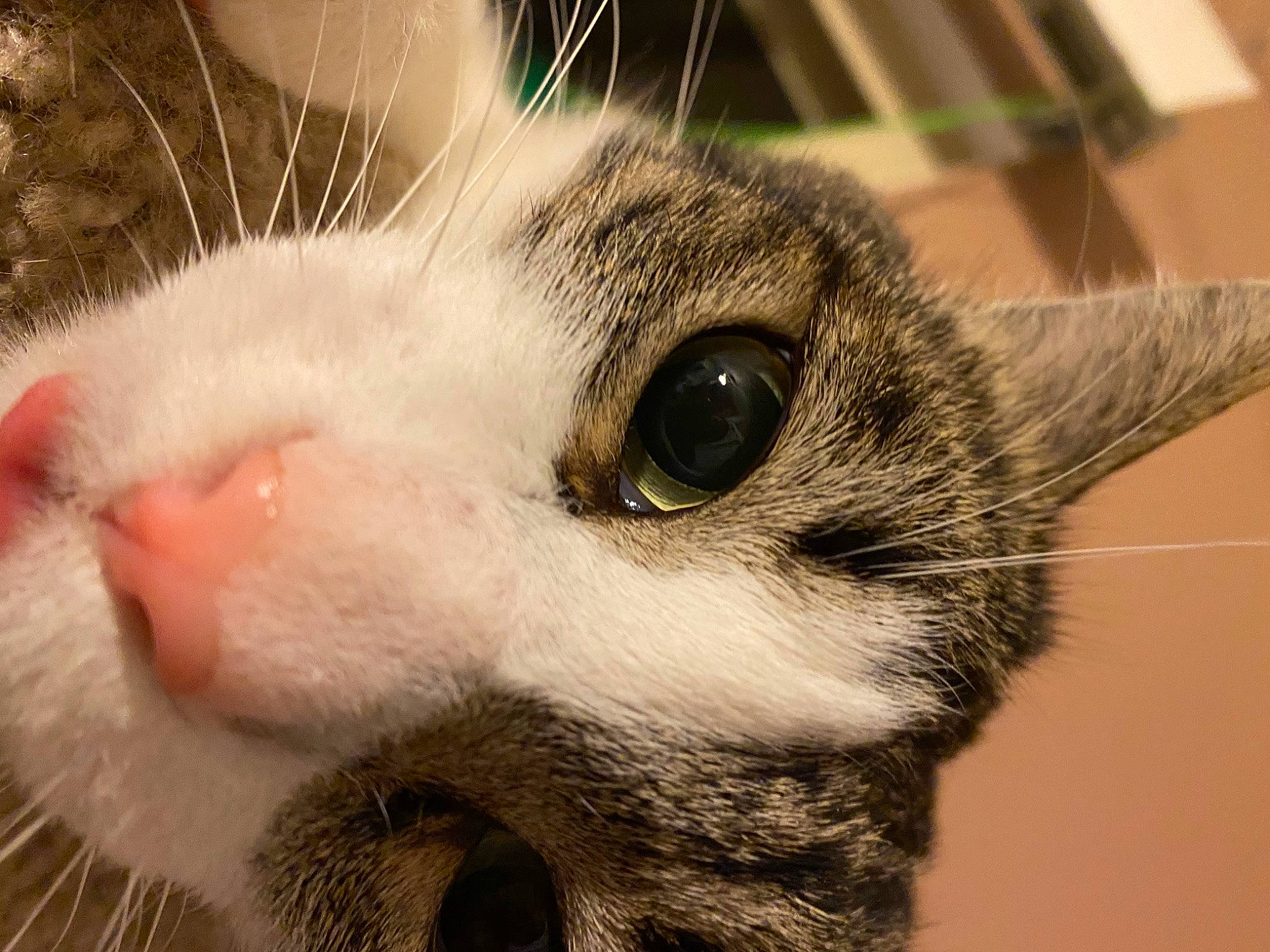 Messi joined the competition — help win amazing prizes! carnivore, cat, close_up, domestic_short_haired_cat, ear, eye, eyelash, fawn, felidae, fur, paw, small_to_medium_sized_cats, snout, terrestrial_animal, whiskers, wildlife