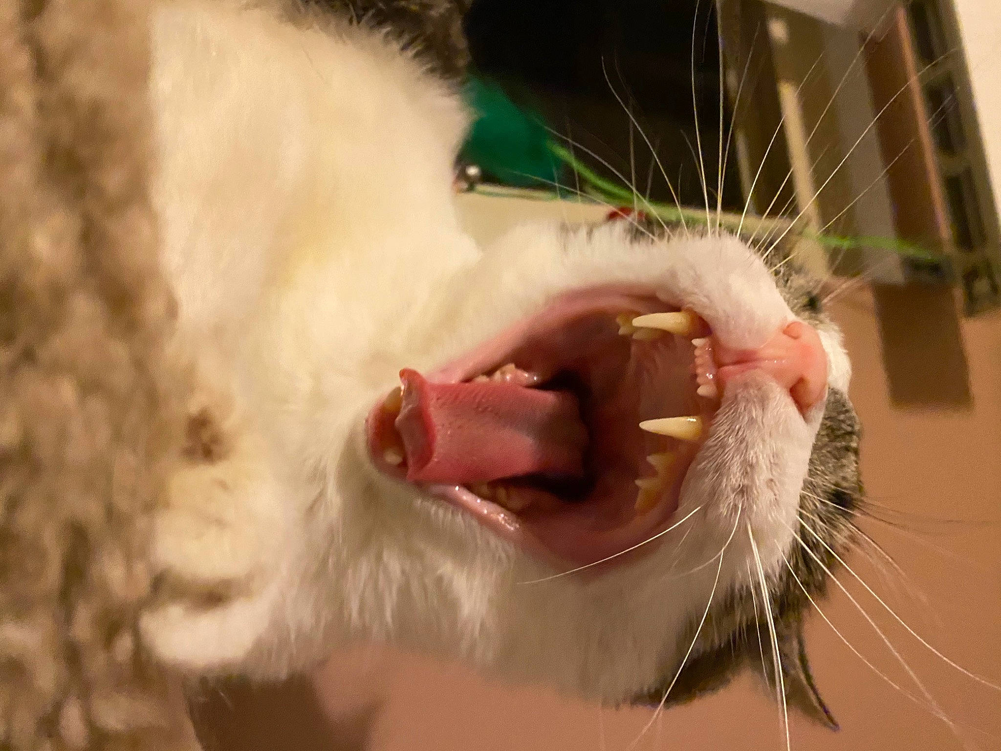 Messi is registered to the contest to win money with this photo: carnivore, claw, ear, eyelash, fang, fawn, feather, felidae, flesh, foot, fur, happy, jaw, mouse, paw, rodent, small_to_medium_sized_cats, snout, tail, whiskers