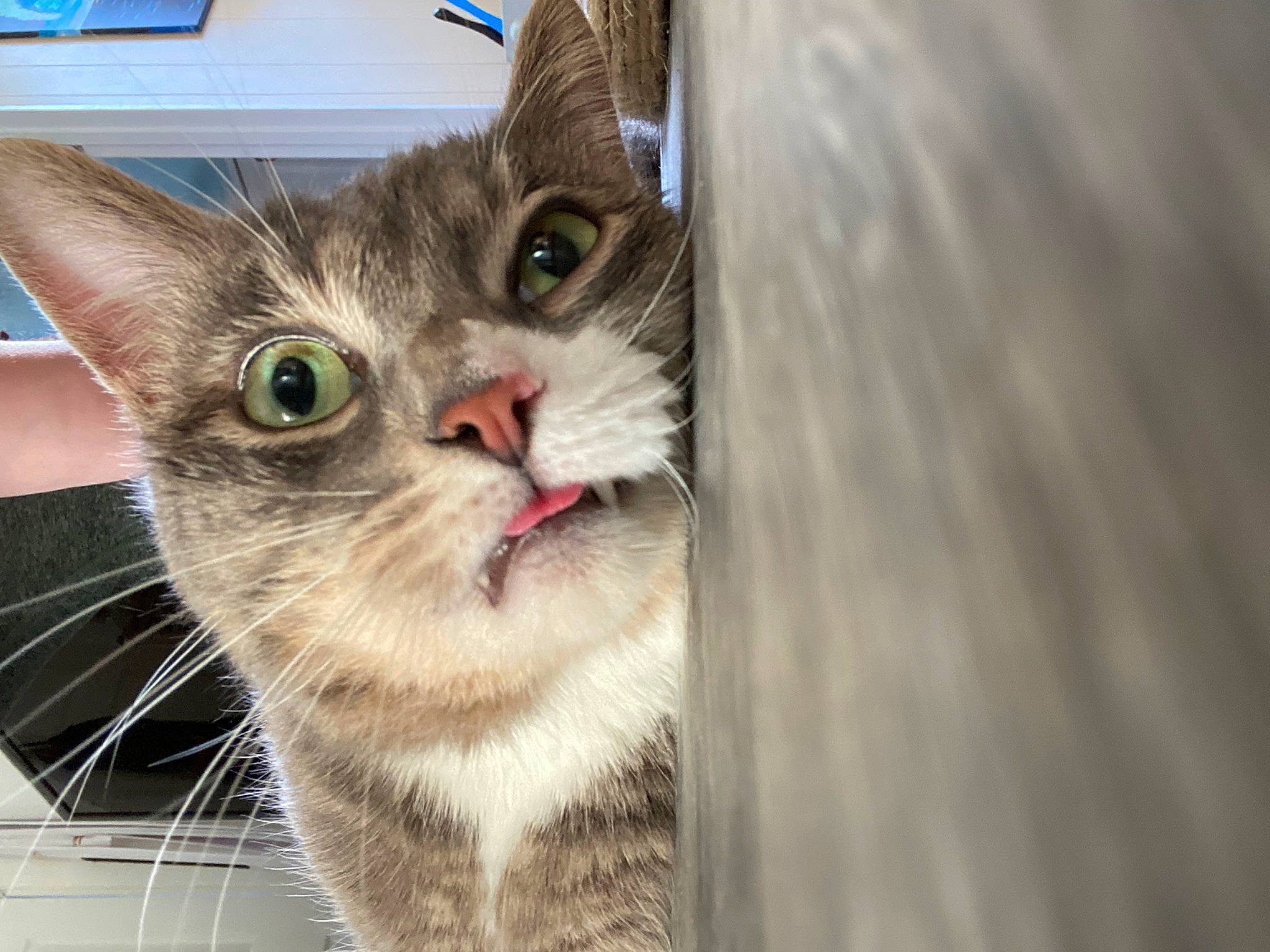 The Boy joined the competition — help win amazing prizes! animal_shelter, carnivore, cat, cat_supply, claw, domestic_short_haired_cat, felidae, fur, paw, pet_supply, photo_caption, small_to_medium_sized_cats, snout, whiskers