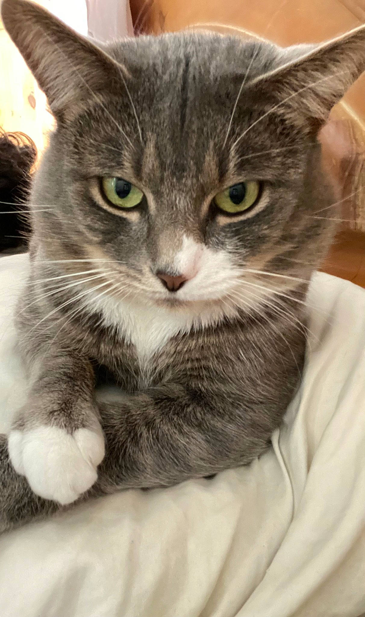 The Boy is registered to the contest to win money with this photo: box, carnivore, cat, claw, comfort, domestic_short_haired_cat, eye, felidae, fur, gesture, paw, photo_caption, sitting, small_to_medium_sized_cats, snout, tail, whiskers, window