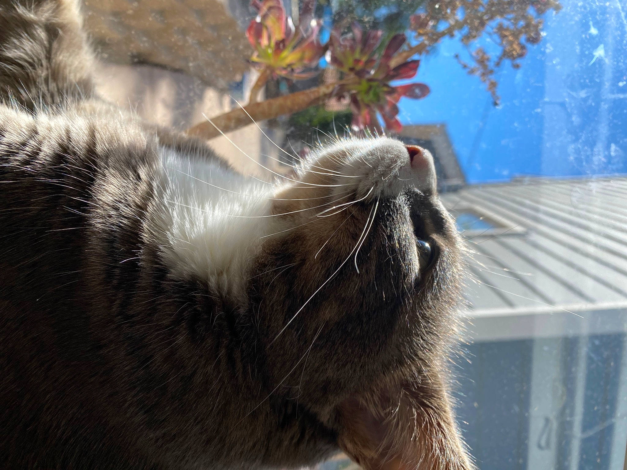 The Boy is registered to the contest to win money with this photo: carnivore, cat, claw, comfort, domestic_short_haired_cat, felidae, fur, grass, paw, small_to_medium_sized_cats, snout, tail, terrestrial_animal, whiskers, wood