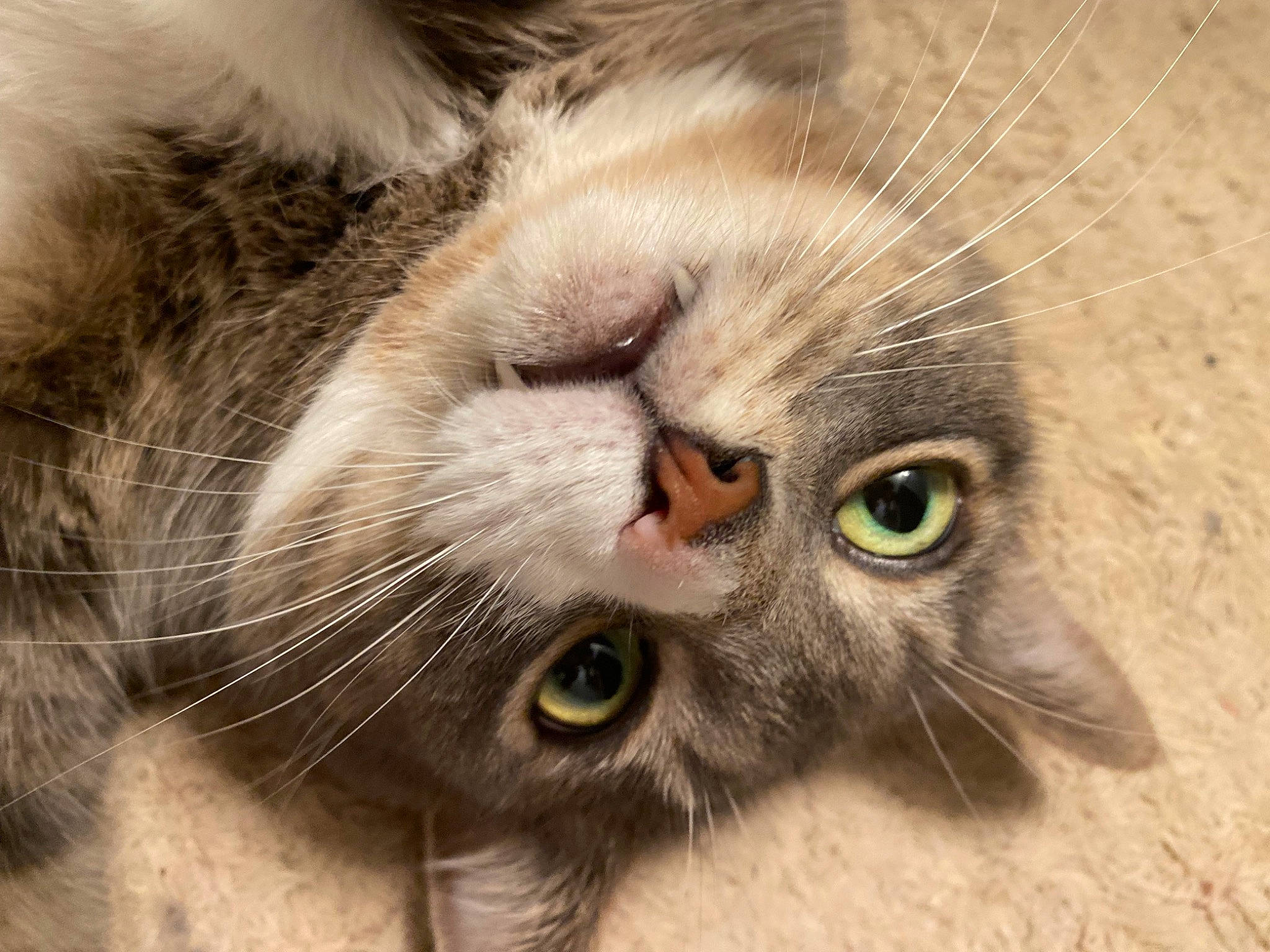 The Boy is registered to the contest to win money with this photo: carnivore, cat, claw, close_up, domestic_short_haired_cat, ear, fawn, felidae, fur, iris, nose, paw, plant, small_to_medium_sized_cats, snout, terrestrial_animal, whiskers, wildlife, wrinkle