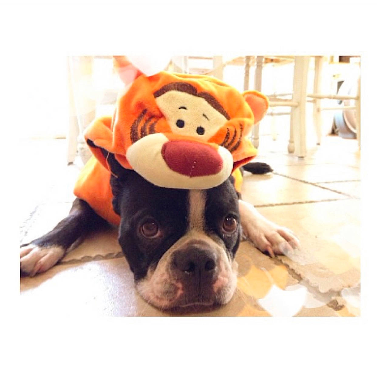 Lucy is registered to the contest to win money with this photo: art, cameras_optics, carnivore, companion_dog, dog, dog_breed, eyewear, fawn, fur, happy, linens, plush, room, selfie, snout, square, stuffed_toy, toy, window, working_animal