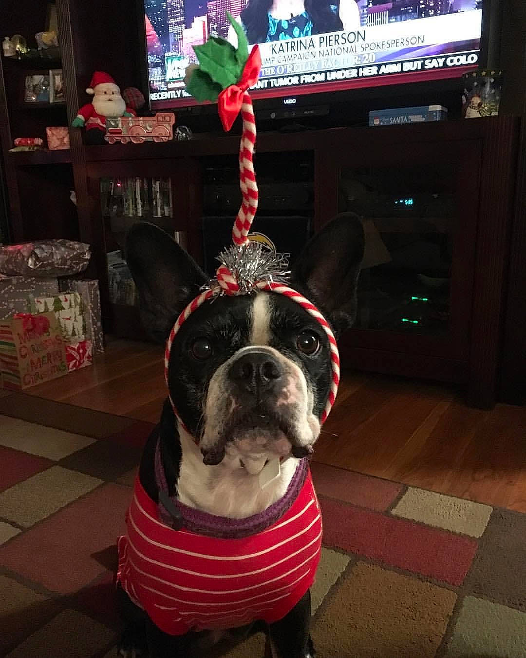 Lucy is registered to the contest to win money with this photo: bulldog, carnivore, collar, companion_dog, display_device, dog, dog_breed, dog_collar, fawn, flooring, fur, leash, led_backlit_lcd_display, metal, snout, sporting_group, television, television_set, toy_dog, working_animal